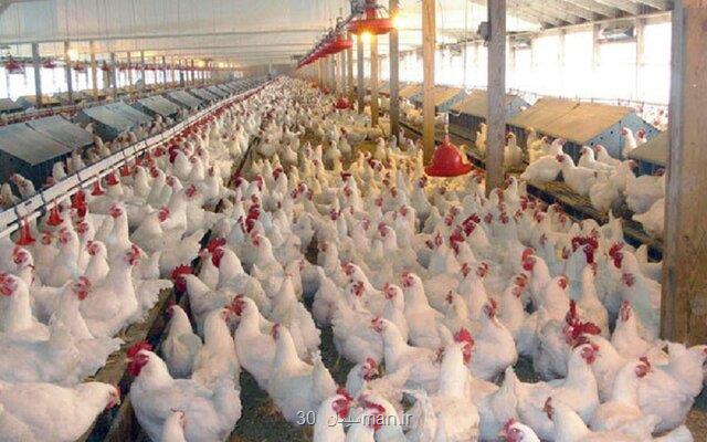 کمبود و افزایش قیمت خوراک مرغ