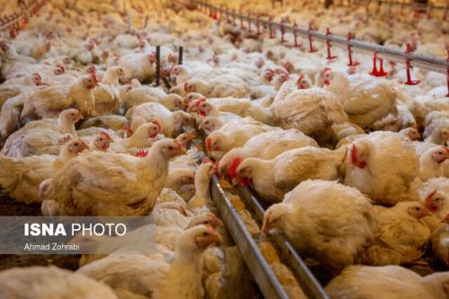 تولید بیشتر از ۳ و هفت دهم میلیون تن گوشت مرغ و تخم مرغ
