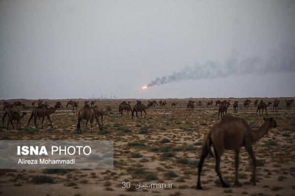 وجود بیشتر از 4 هزار شتر در هویزه