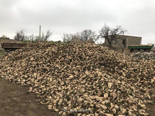 قیمت خرید تضمینی چغندرقند