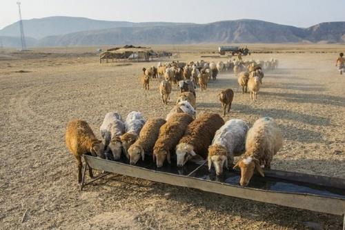 گوشت گوسفندی عشایر کیلویی ۲۴۰ هزار تومان در تهران عرضه می شود