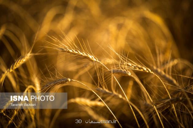 پرداخت مطالبات گندمکاران خوزستانی در انتظار تصمیم وزارت جهاد