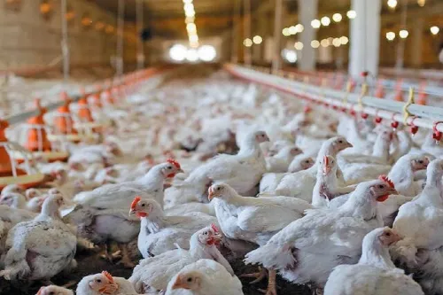 اثر کوپن بر بازار مرغ و تخم مرغ