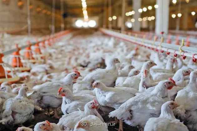 اثر کوپن بر بازار مرغ و تخم مرغ
