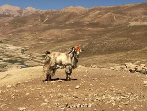 علاقه اروپایی ها به كرك و موی بز سمنان