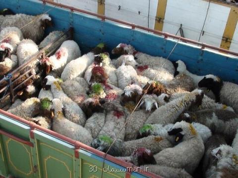 گزارش ایسنا از آمارهای متناقض تعداد دام های مازندران