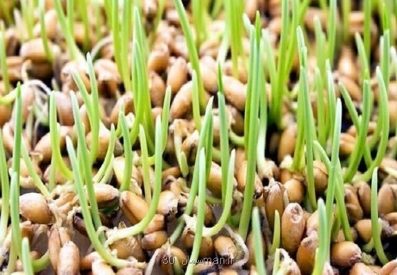 راهكاری برای جلوگیری از حذف جنین گندم در پروسه آسیابانی
