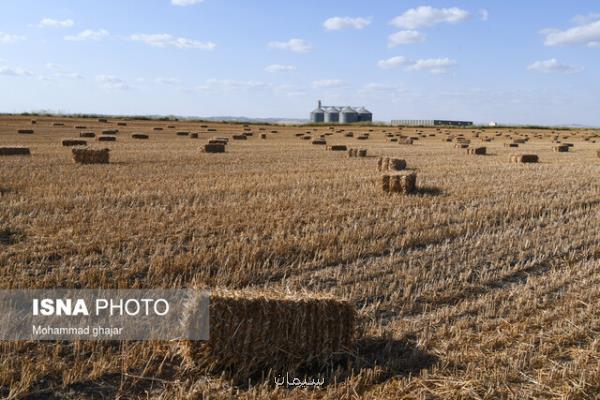 خرید گندم از 8 میلیون تن گذشت