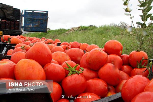 تولید بیشتر از ۶ میلیون تن گوجه فرنگی در كشور